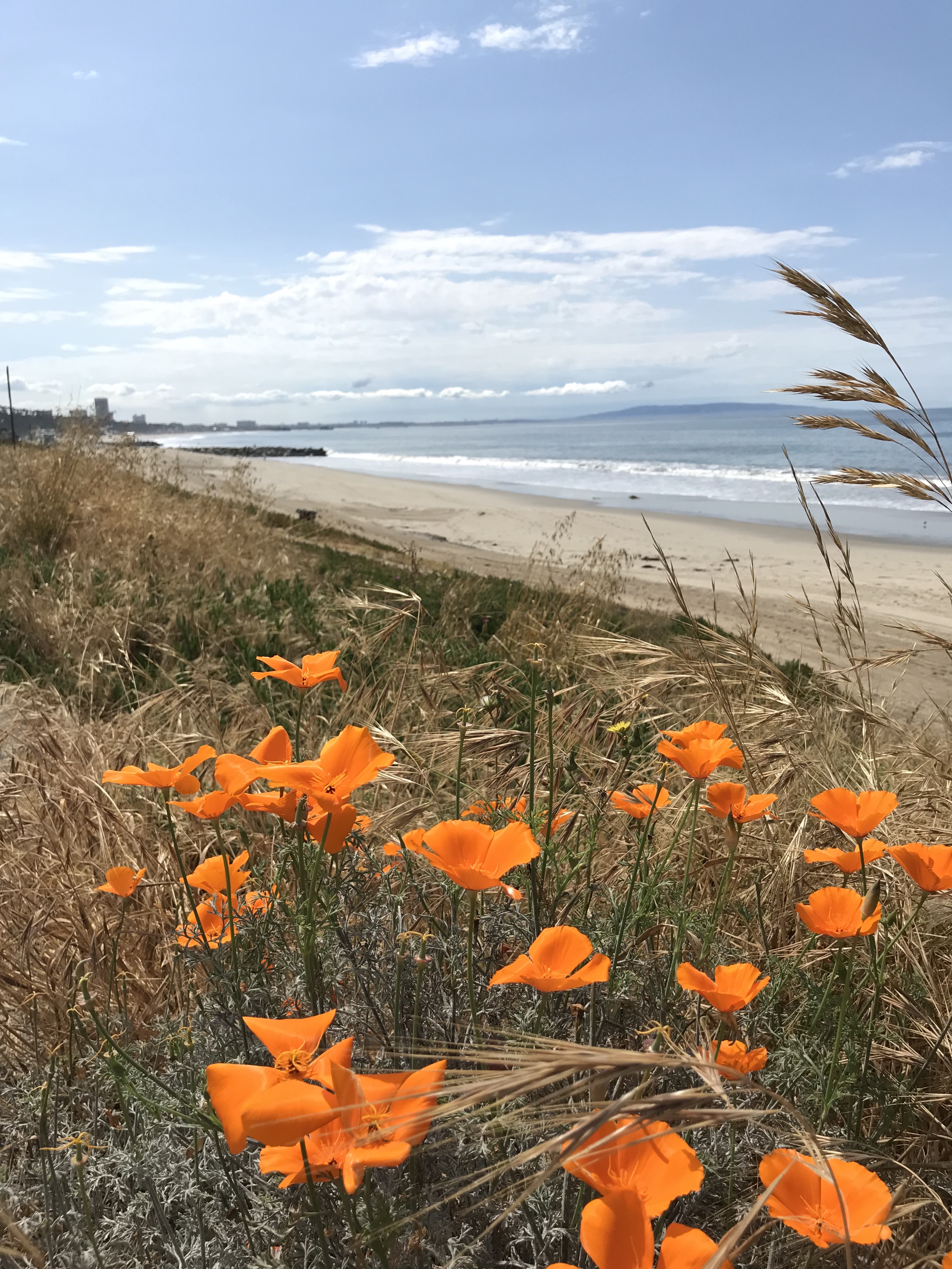 California poppies in bloom along a dune above the Pacific